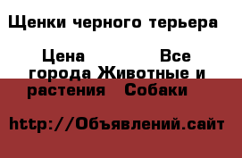 Щенки черного терьера › Цена ­ 35 000 - Все города Животные и растения » Собаки   